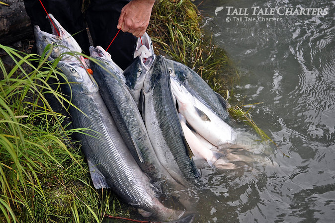 Sockeye Salmon Fishing